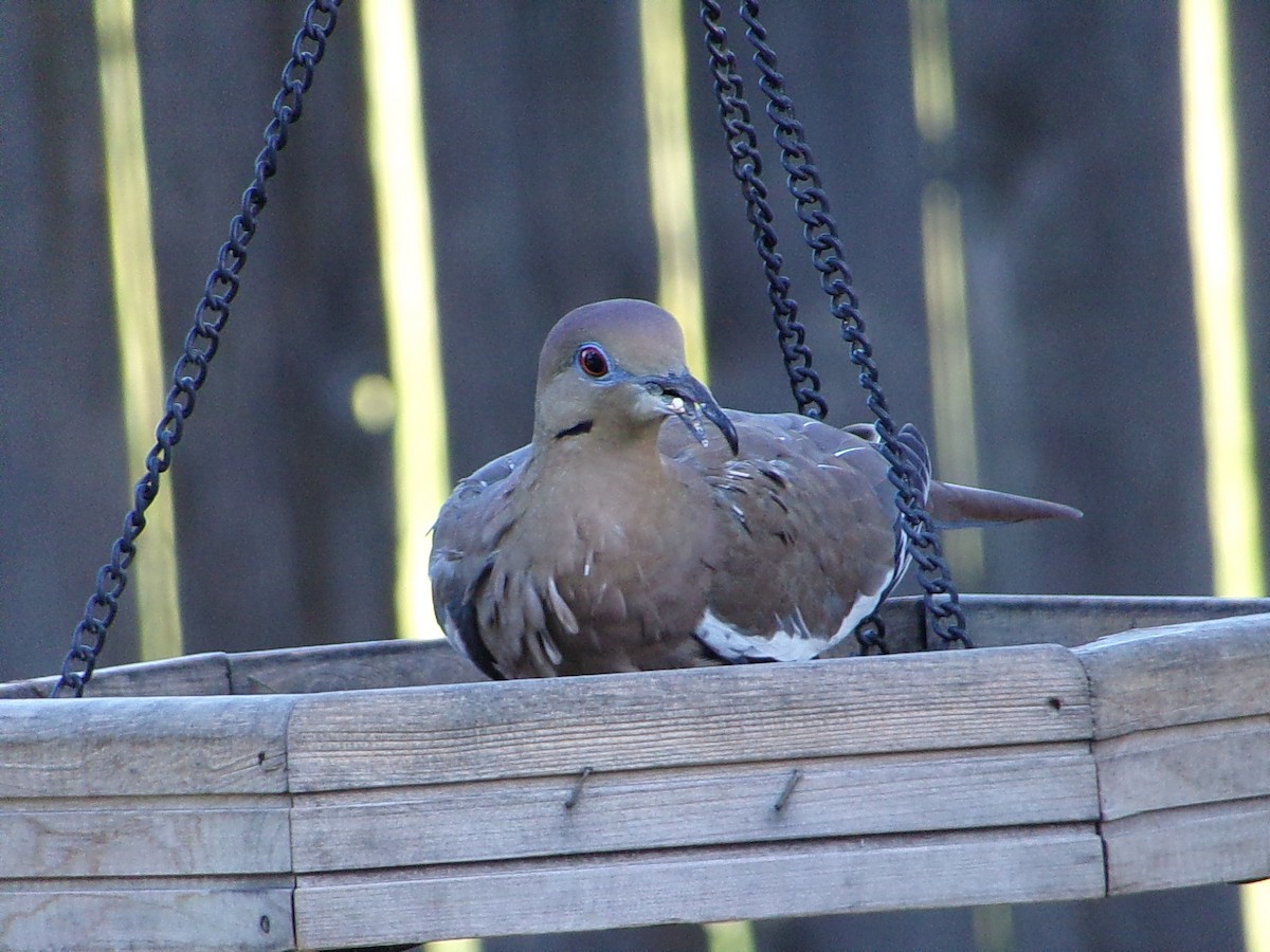 White-winged Dove - ML642336287