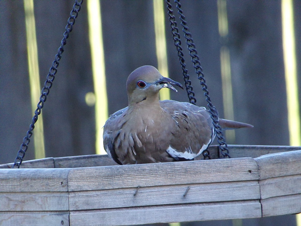 White-winged Dove - ML642336288