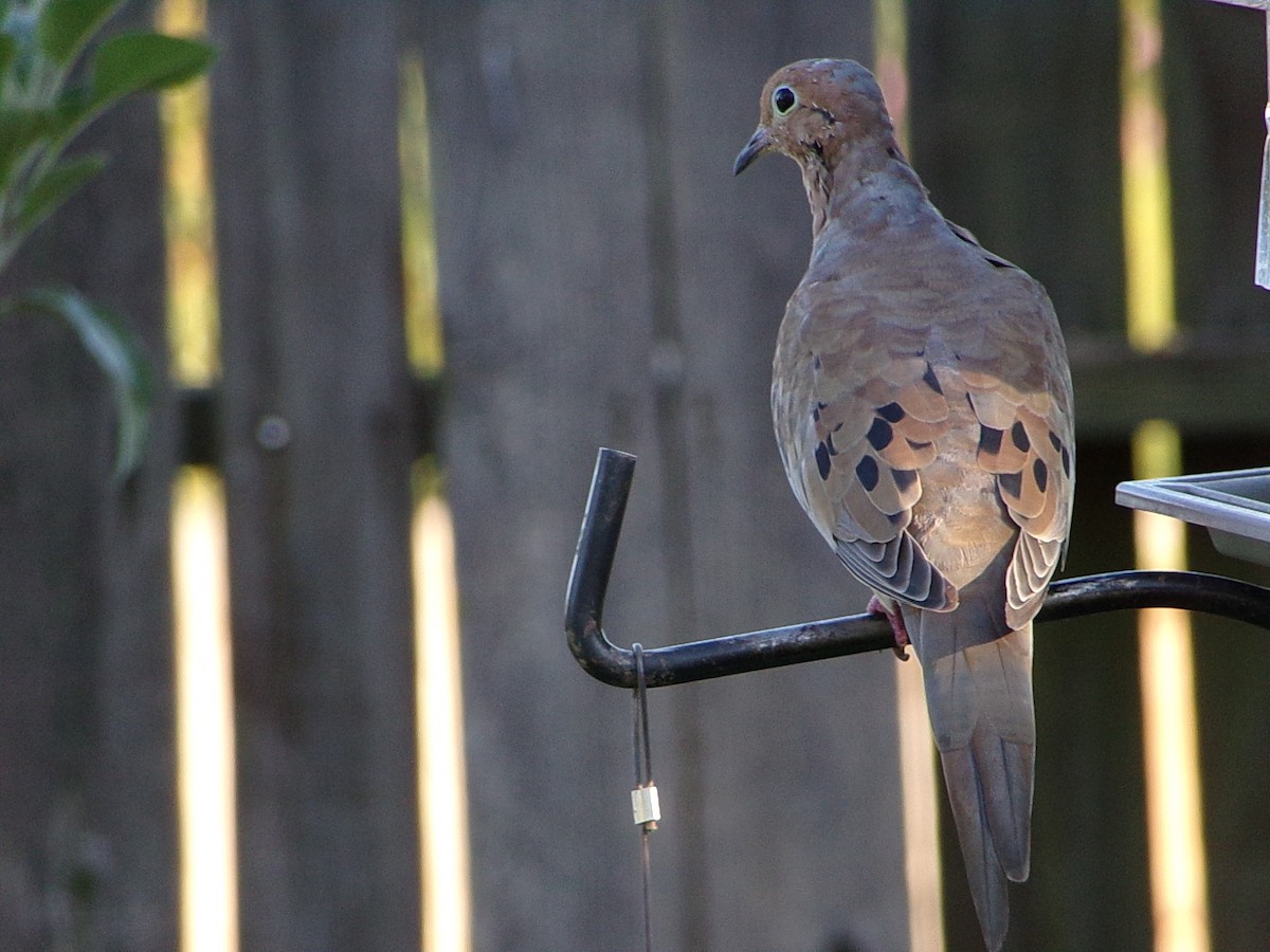 Mourning Dove - ML642336309