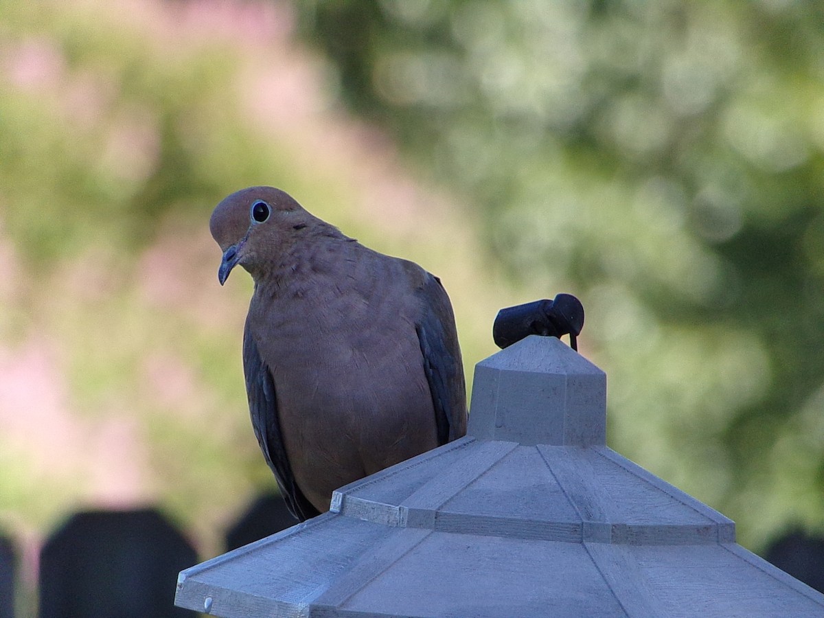 Mourning Dove - ML642336310