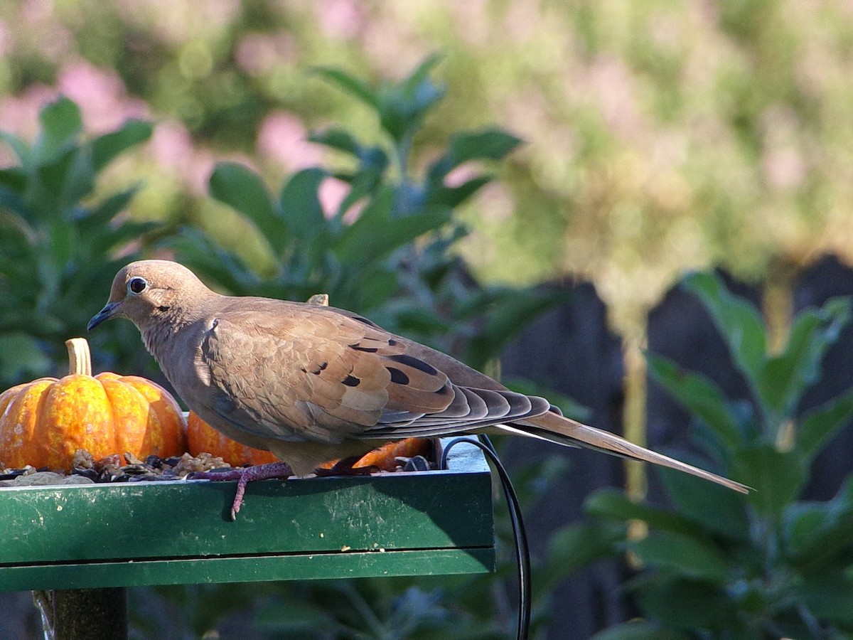 Mourning Dove - ML642336312