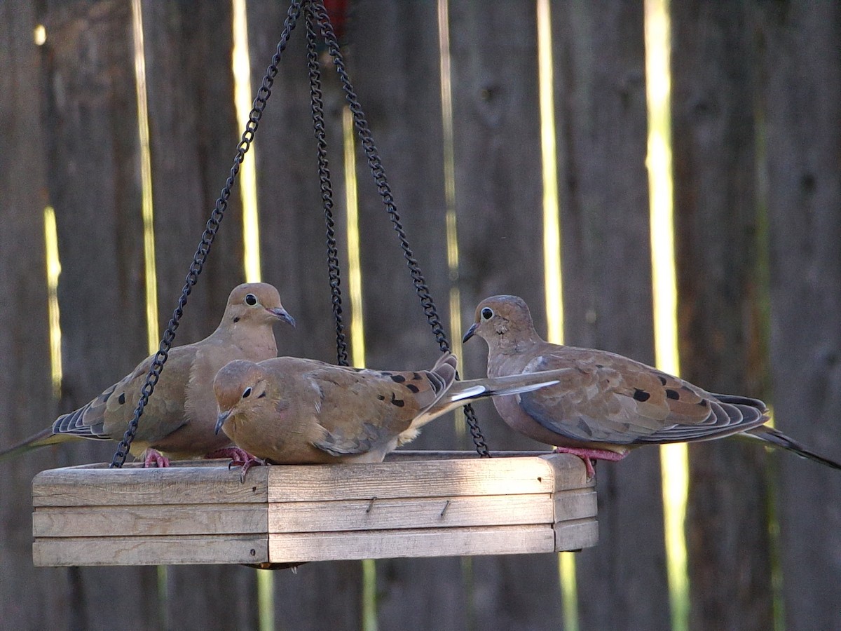 Mourning Dove - ML642336314