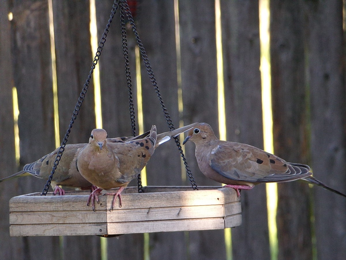 Mourning Dove - ML642336315