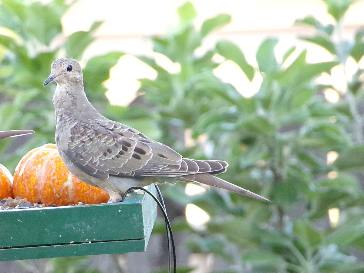 Mourning Dove - ML642336316