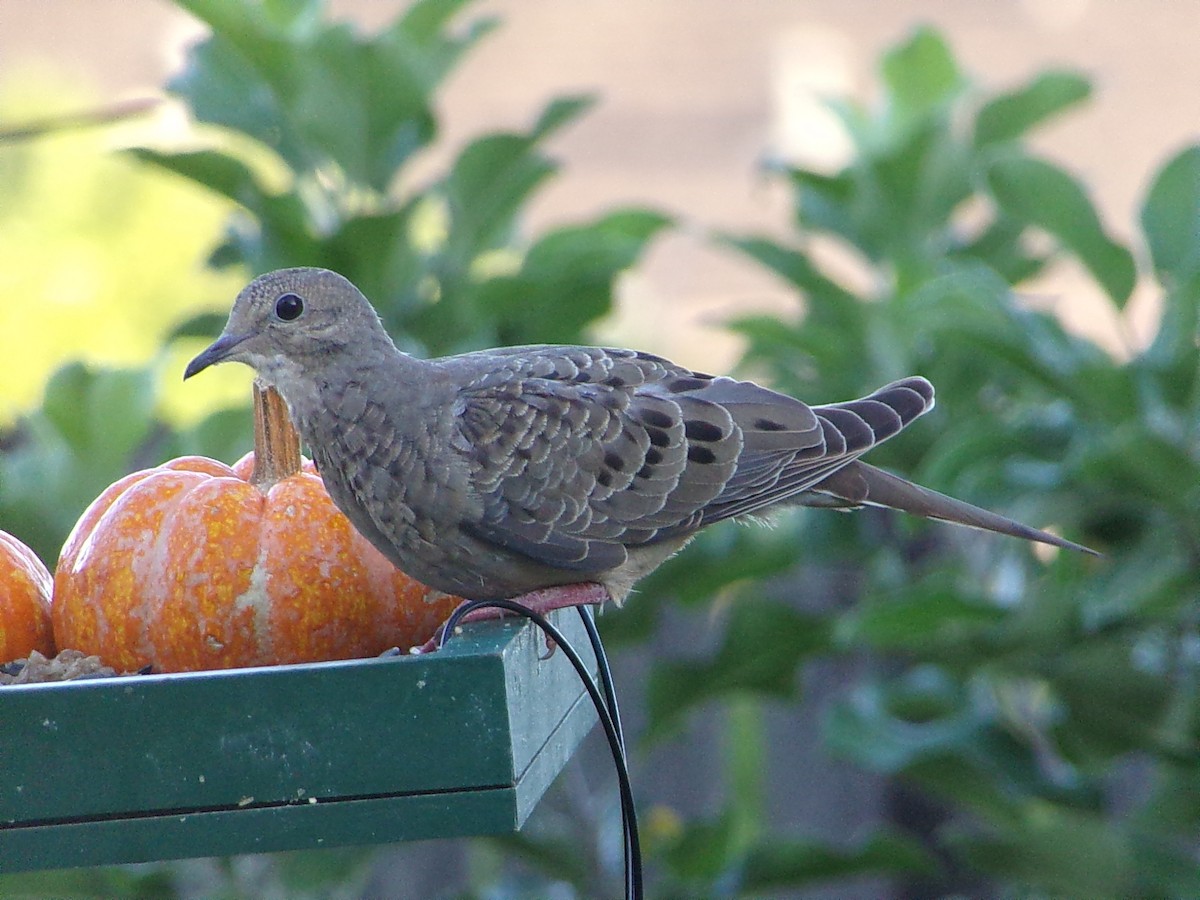 Mourning Dove - ML642336318
