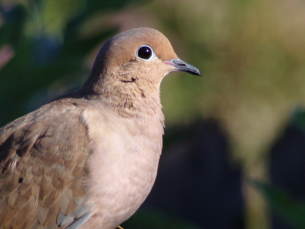 Mourning Dove - ML642336320