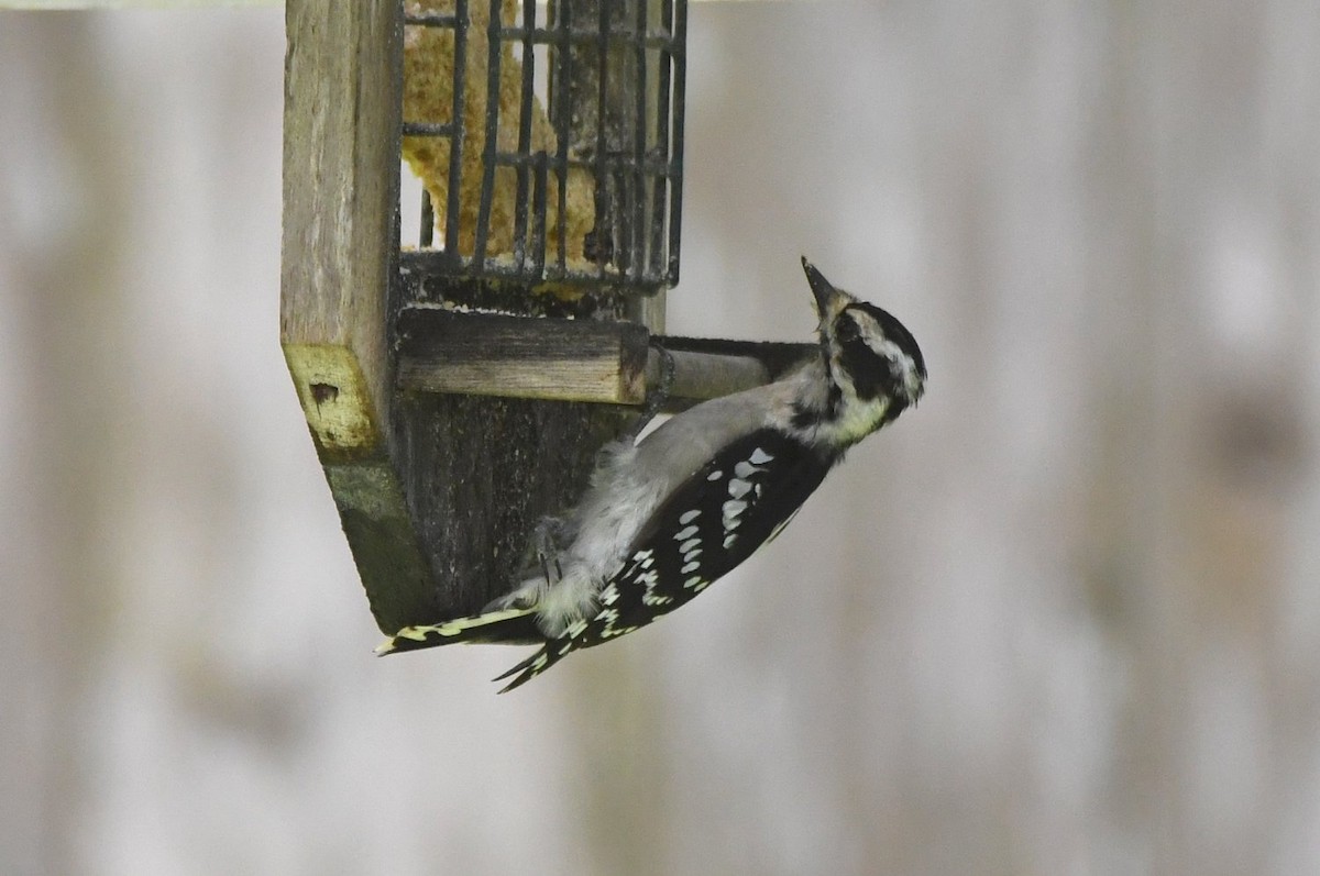 Downy Woodpecker - ML642336323