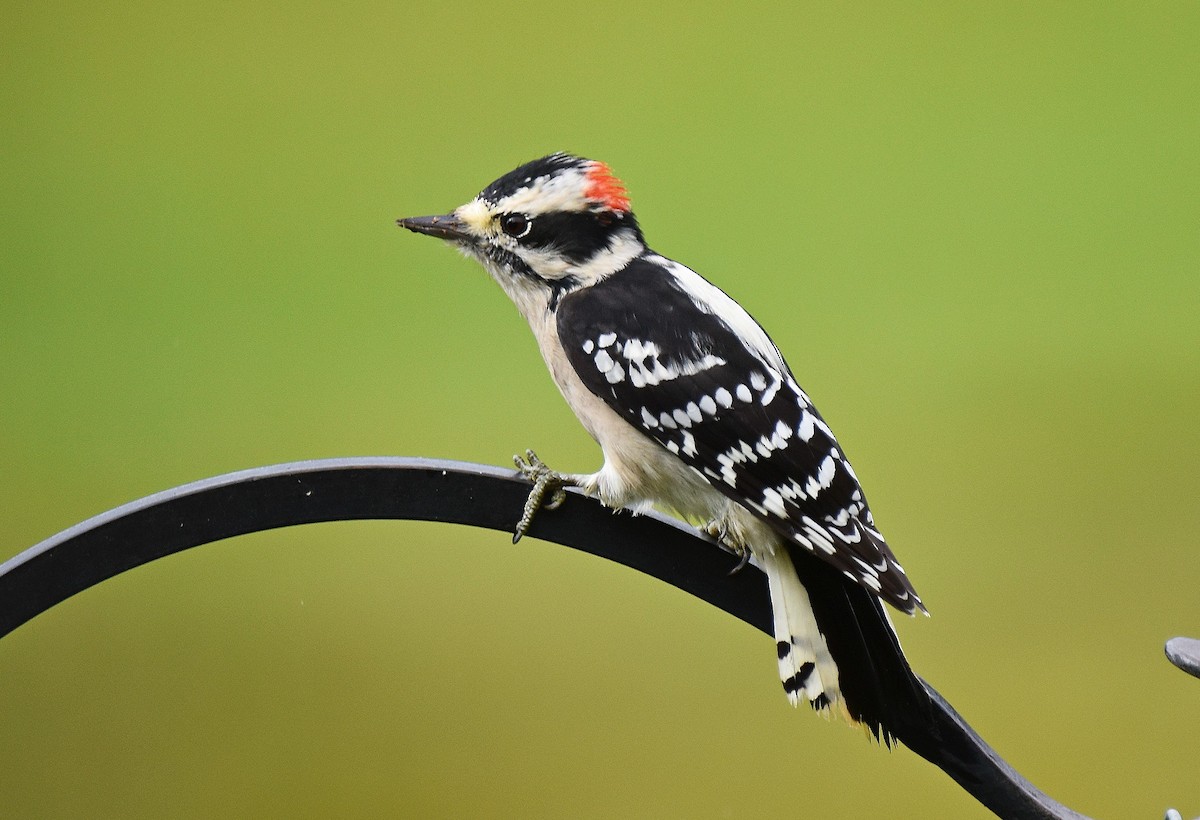 Downy Woodpecker - ML642336327