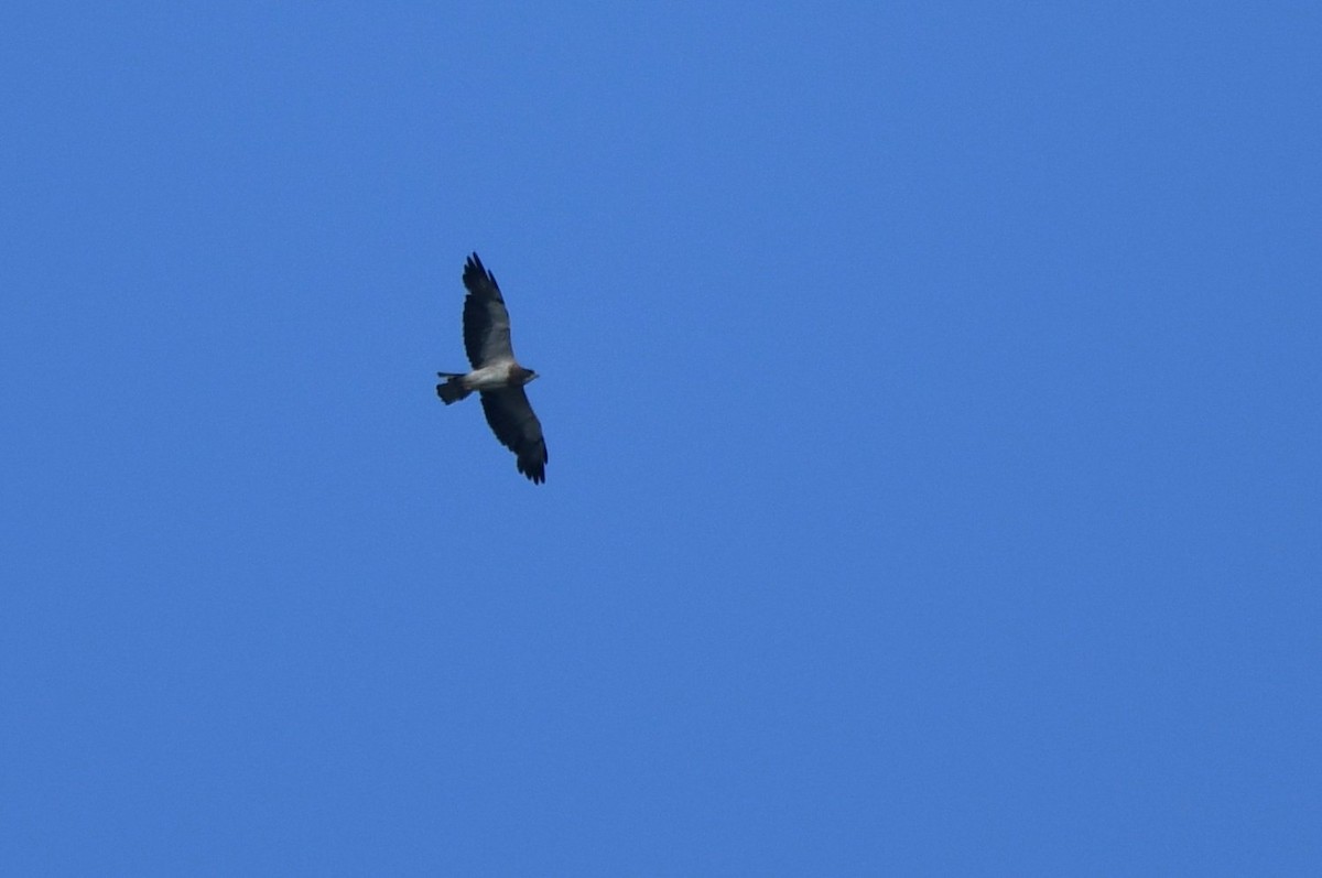 Swainson's Hawk - ML642336369