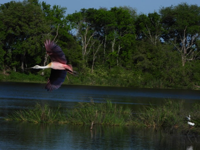 Roseate Spoonbill - ML642336393