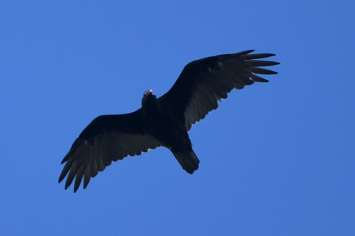 Turkey Vulture - ML642336397
