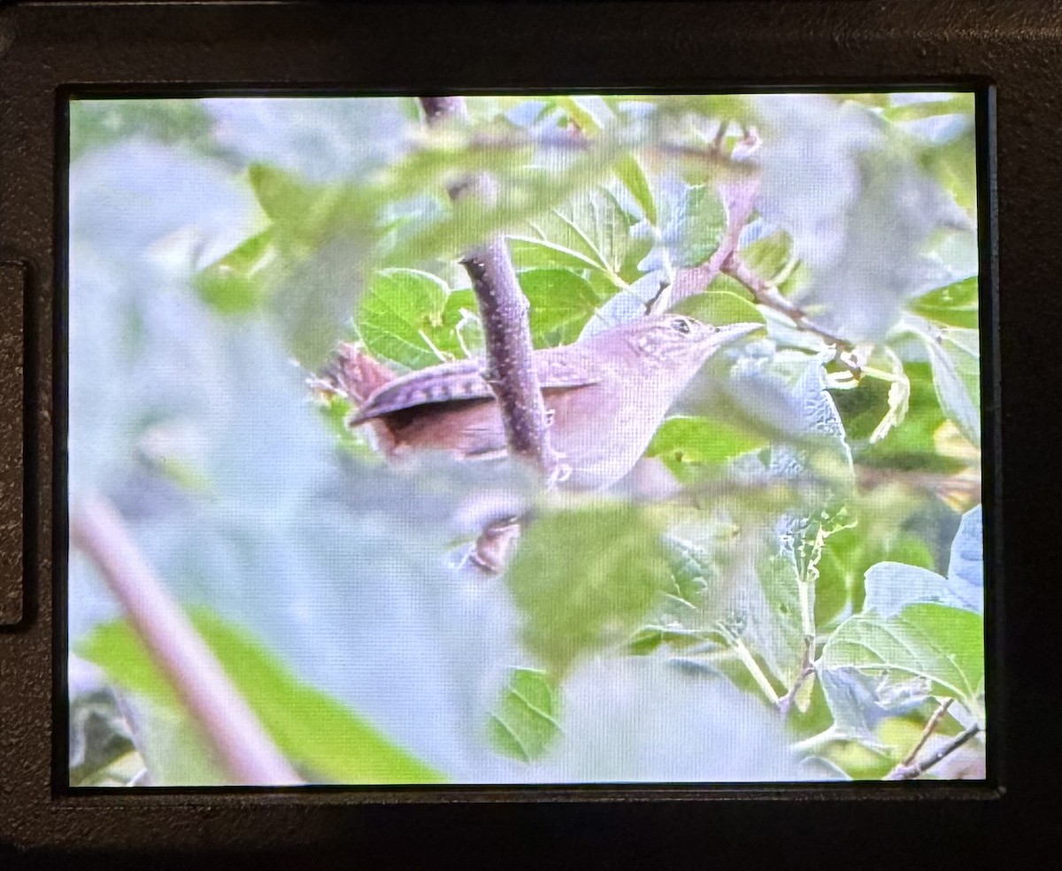Chochín Criollo Norteño - ML642336401