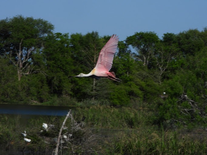 Roseate Spoonbill - ML642336402