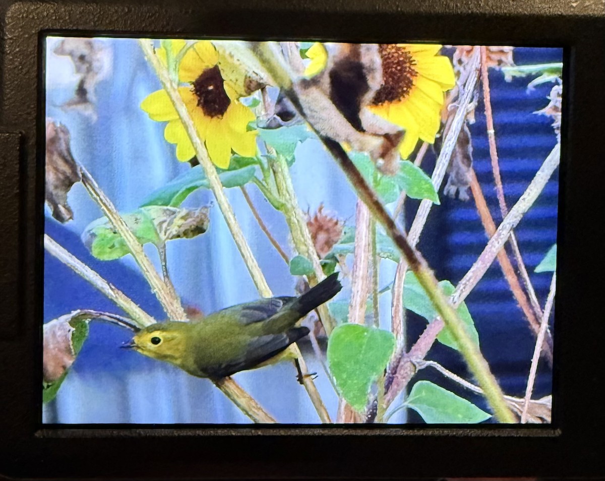 Reinita de Wilson - ML642336419