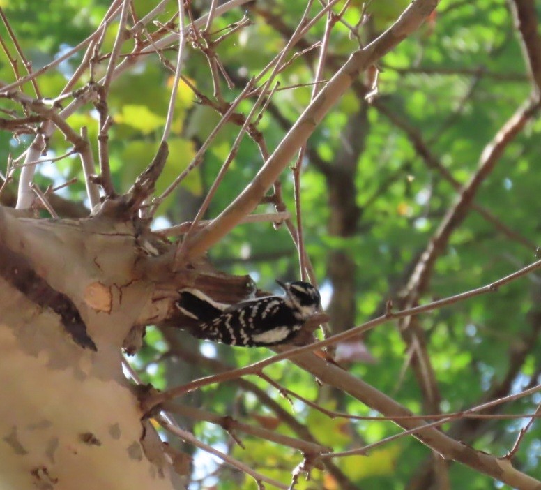 Downy Woodpecker - ML642336443