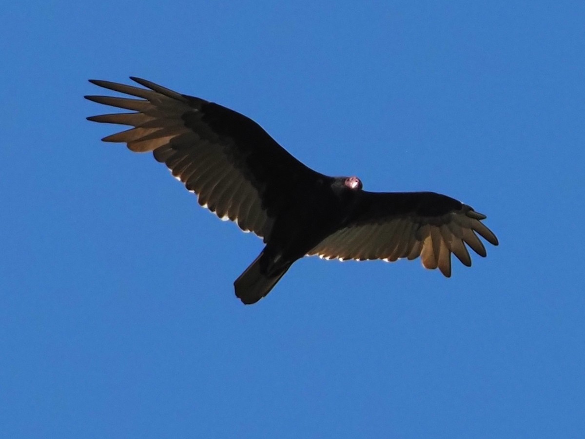 Turkey Vulture - ML642336464