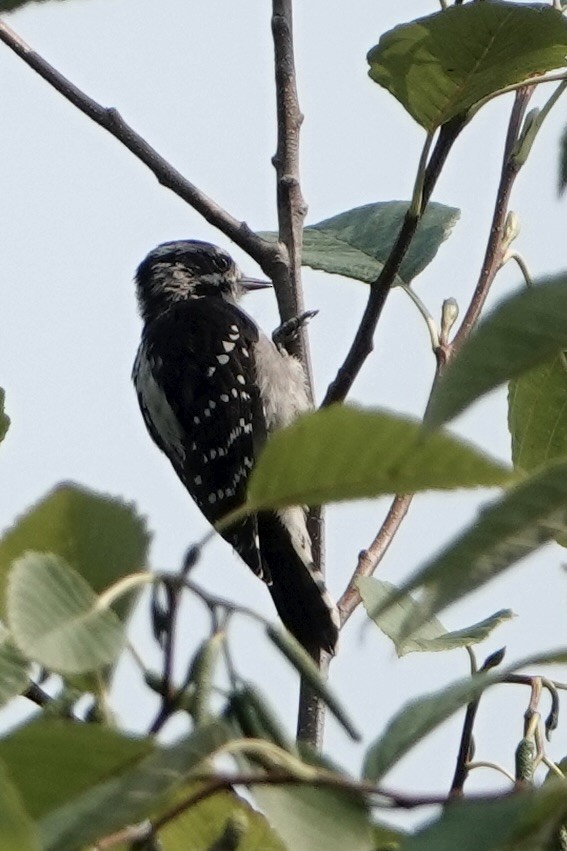 Downy Woodpecker - ML642336467