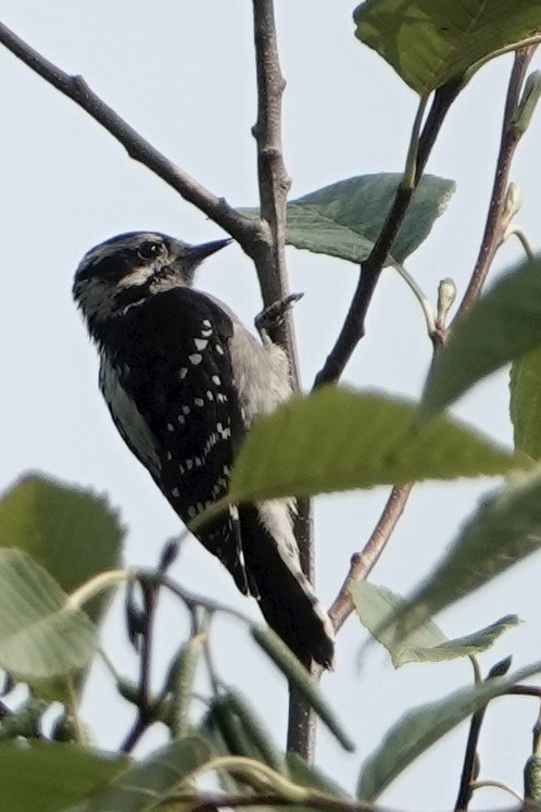 Downy Woodpecker - ML642336468
