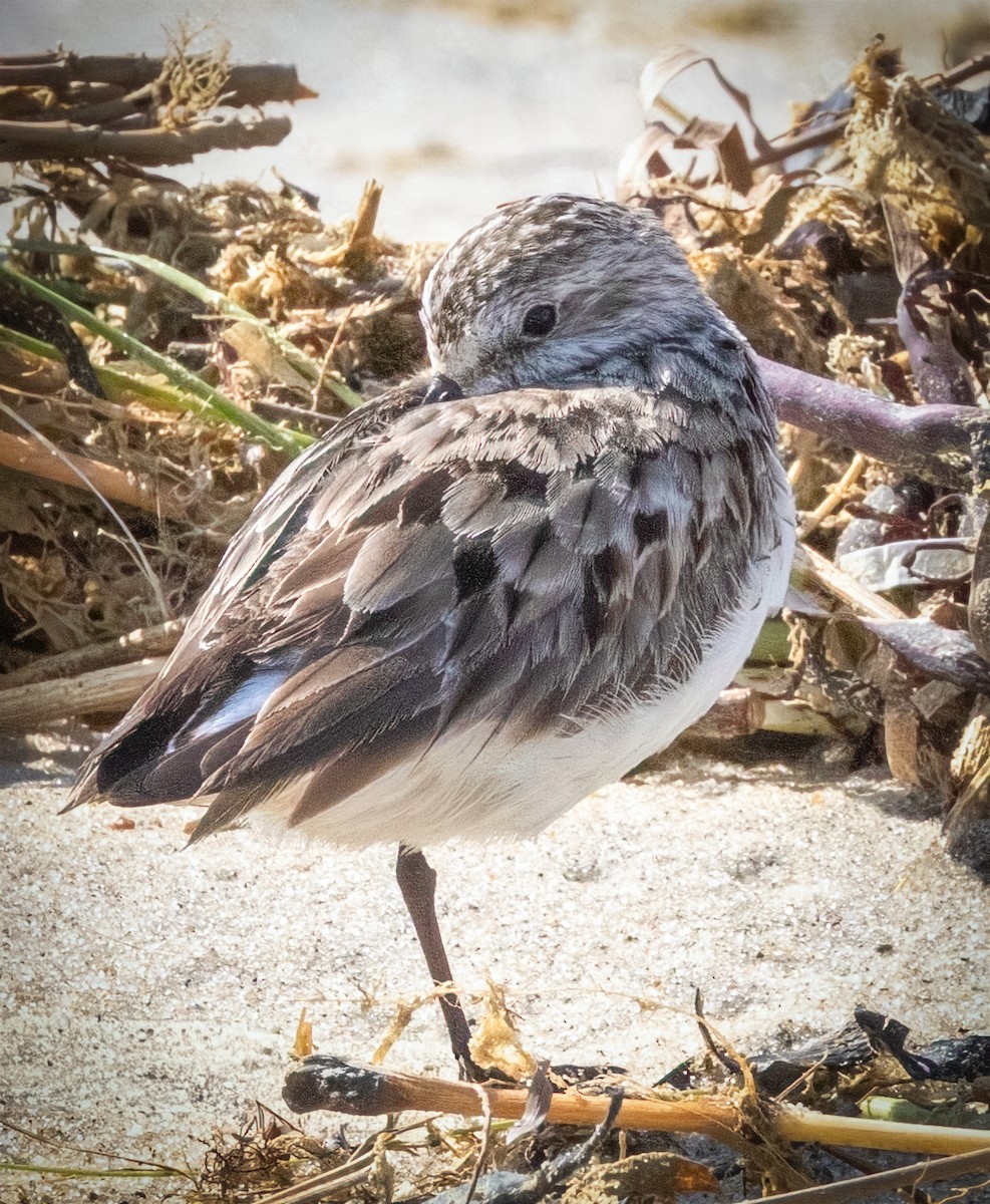 Semipalmated Sandpiper - ML642336482