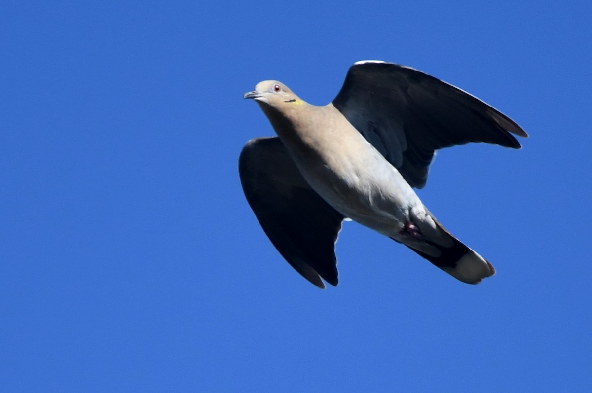 White-winged Dove - ML642336525