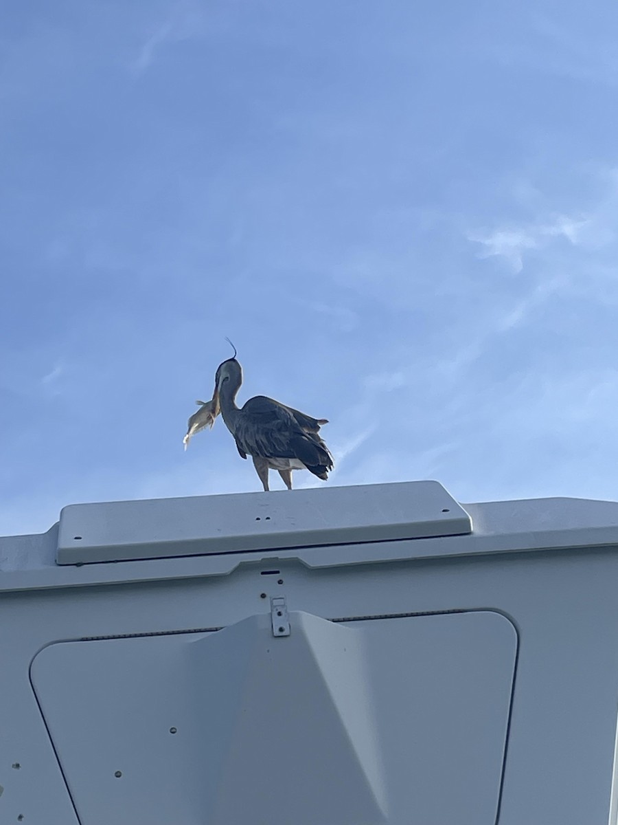 Great Blue Heron - ML642336527