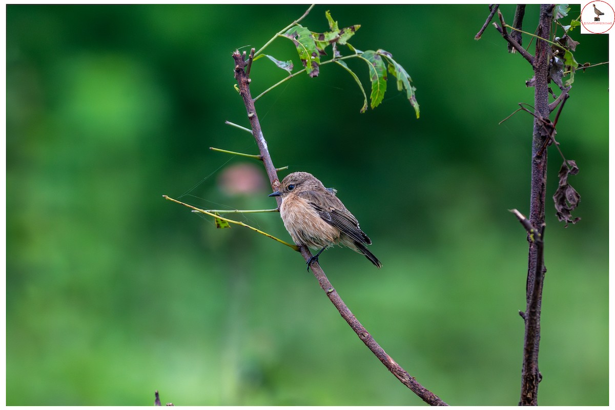 Siberian Stonechat - ML642336549