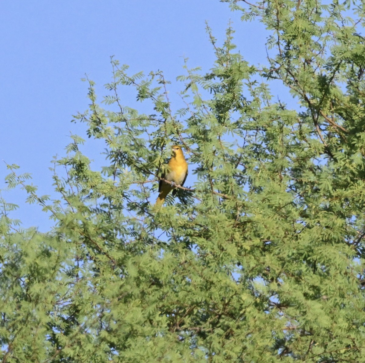 Bullock's Oriole - ML642336620