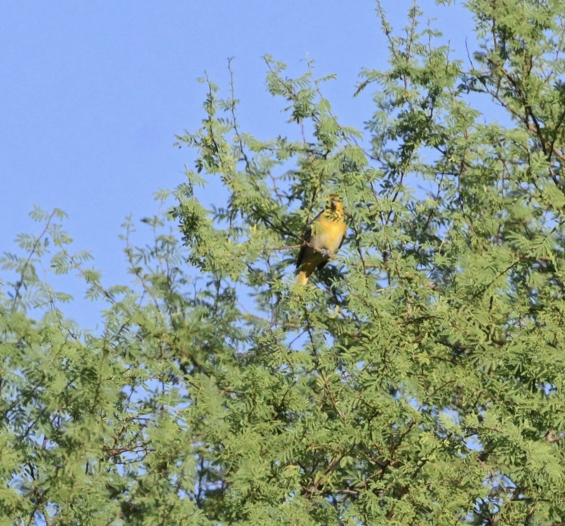 Bullock's Oriole - ML642336621