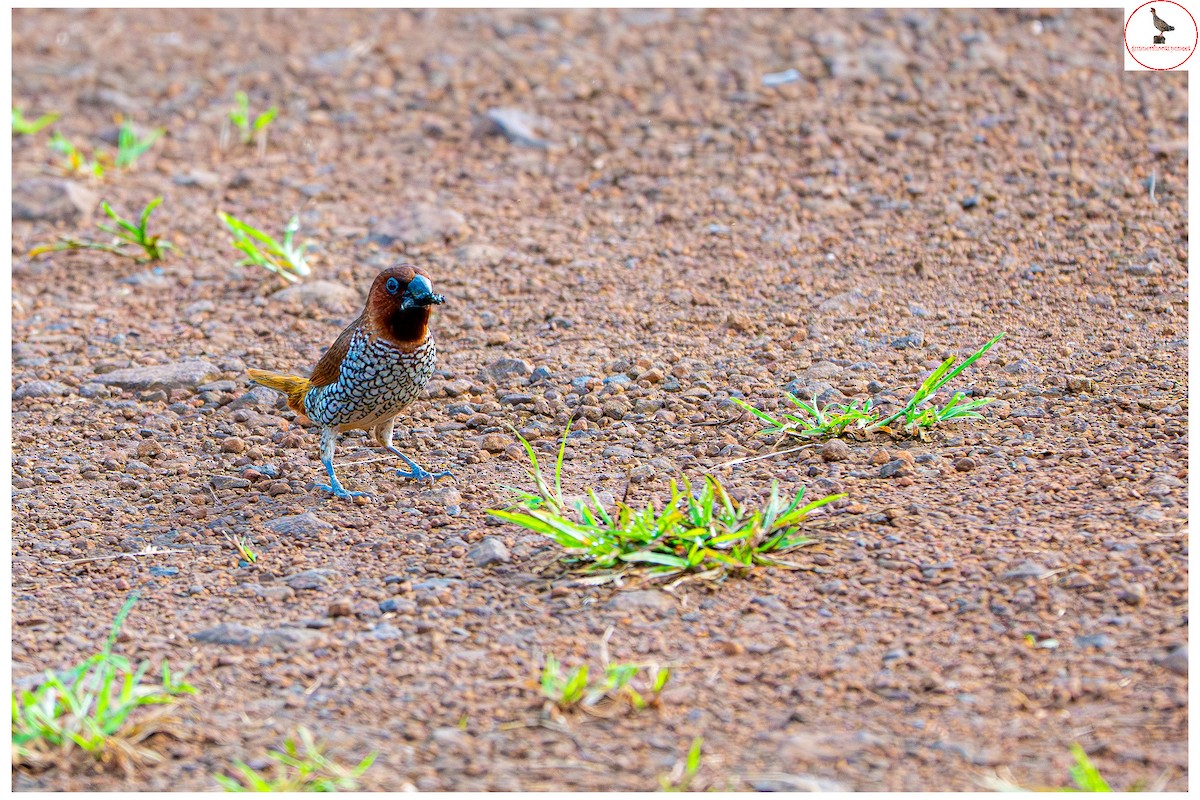 Scaly-breasted Munia - ML642336623