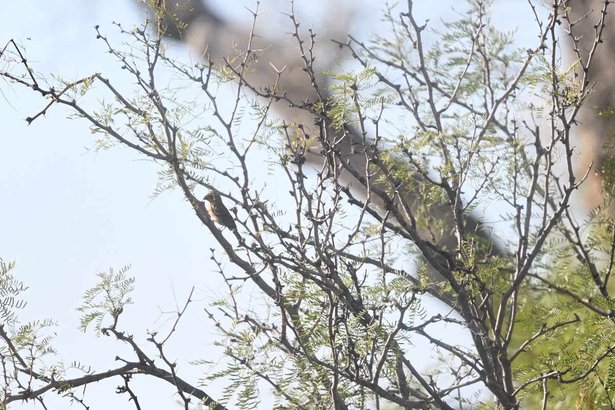 Blue Grosbeak - ML642336664