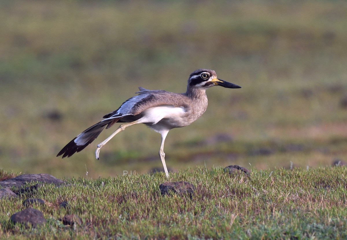 Great Thick-knee - ML642336672