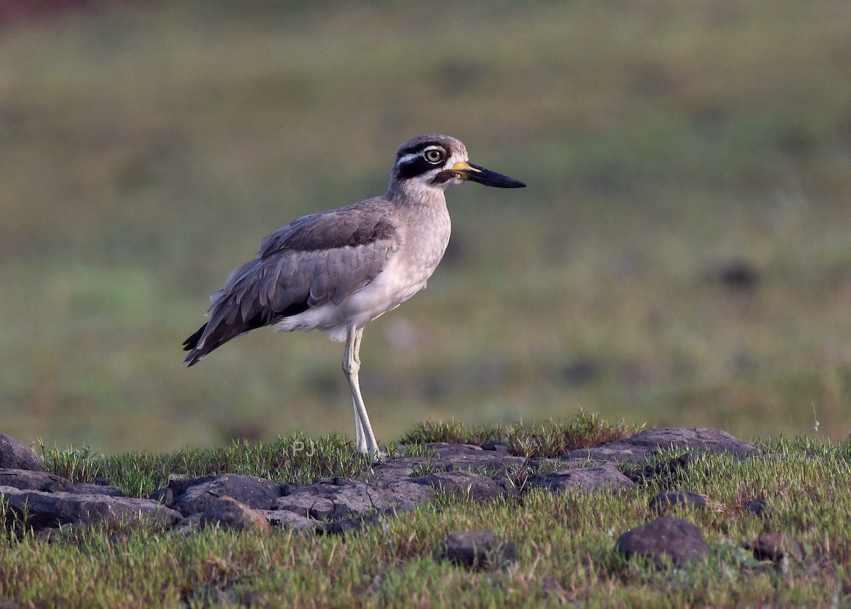 Great Thick-knee - ML642336673