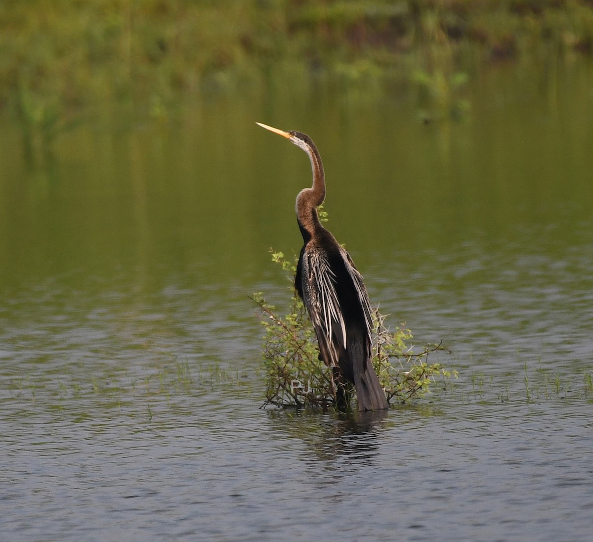 Oriental Darter - ML642336695