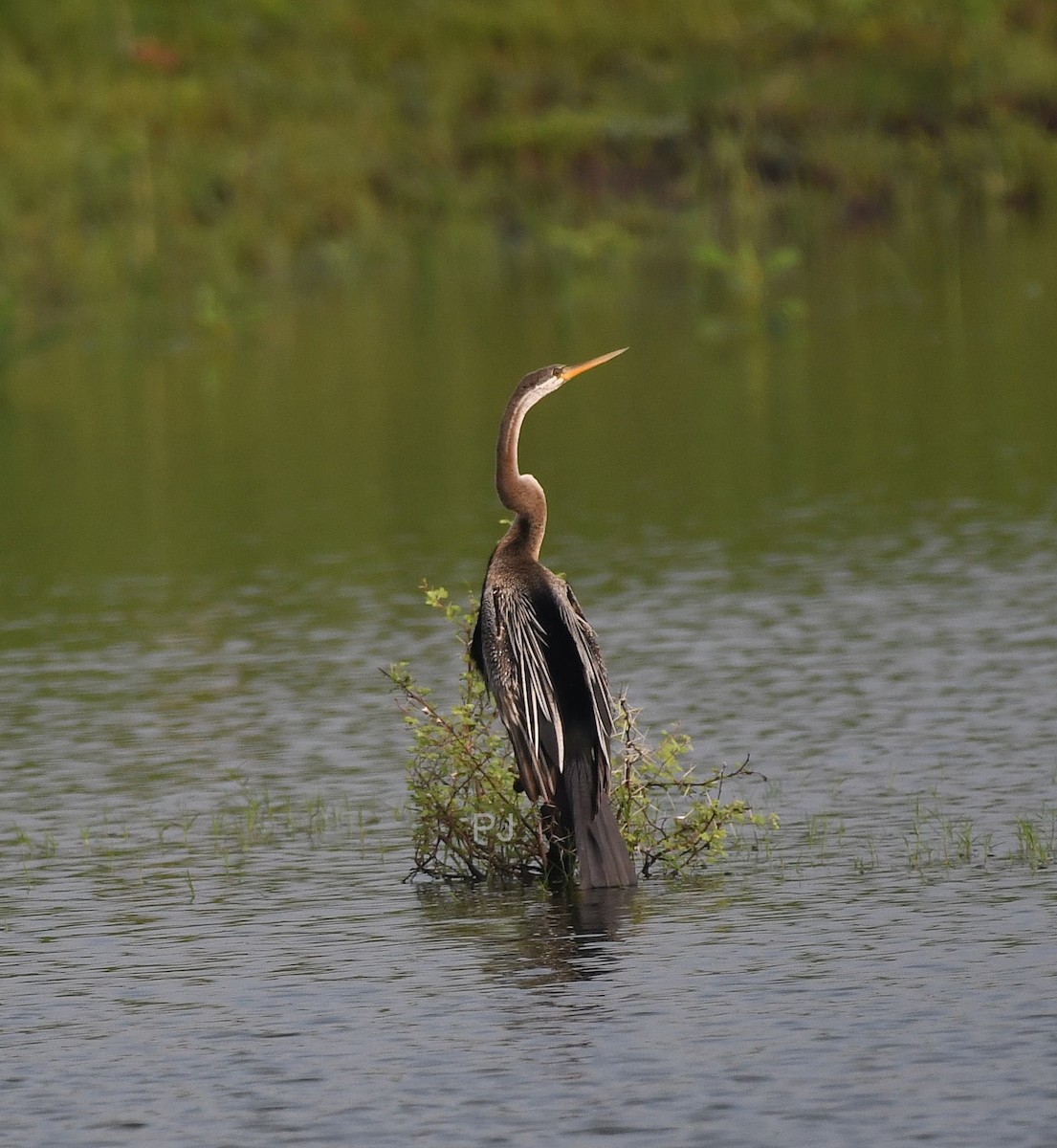 Oriental Darter - ML642336696