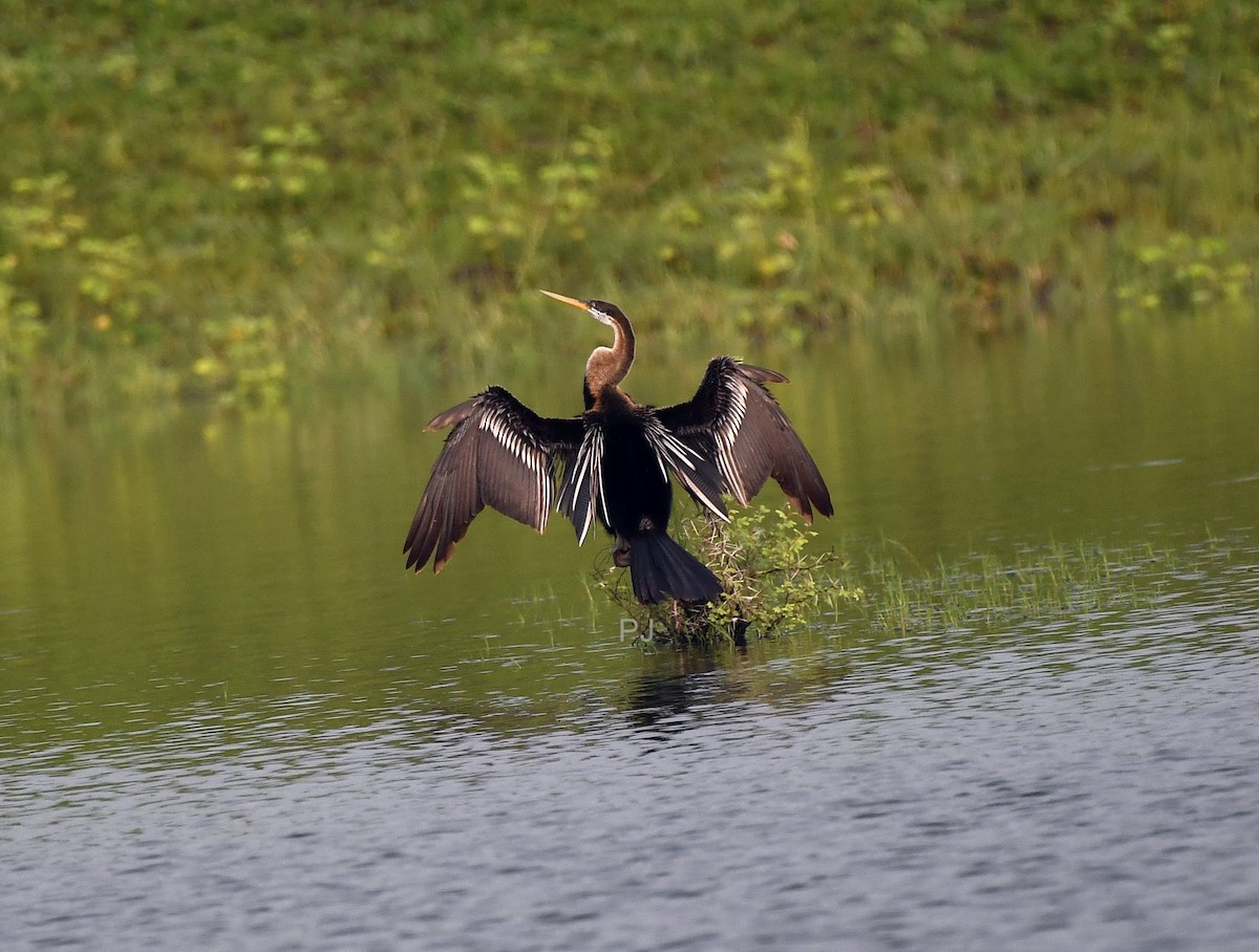 Oriental Darter - ML642336697