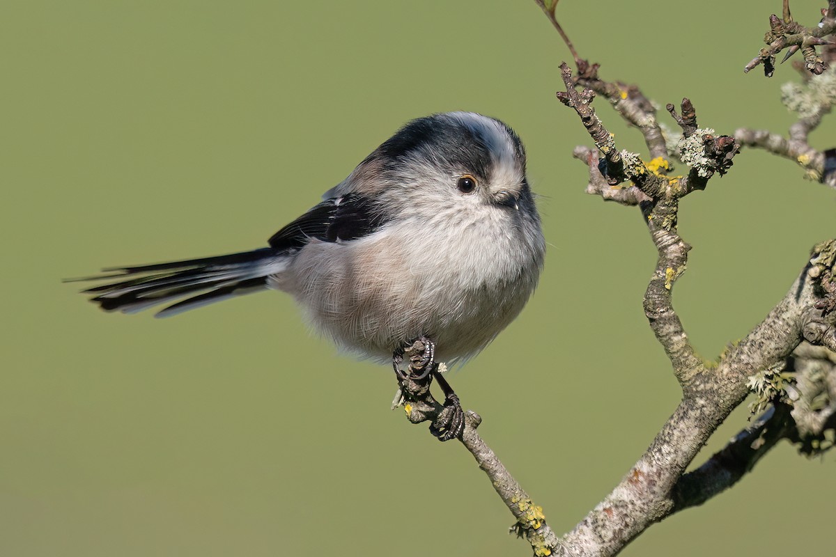mlynařík dlouhoocasý [skupina europaeus] - ML642336698