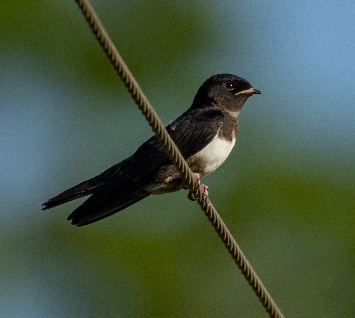 White-banded Swallow - ML642336707