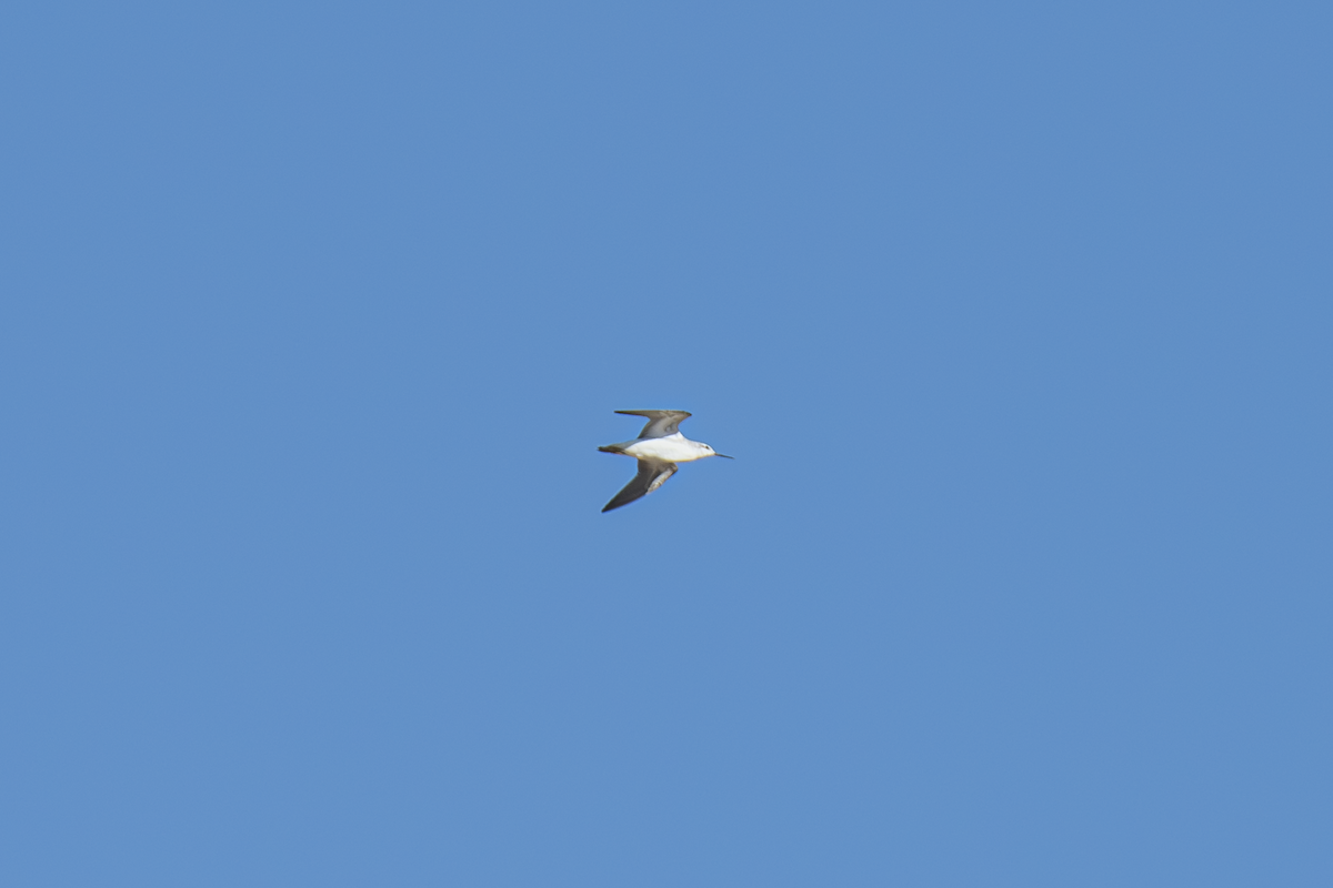 hvithalesvømmesnipe - ML642336708