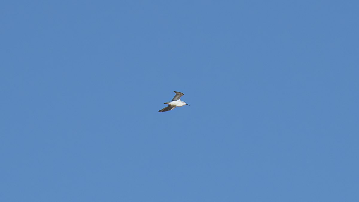 hvithalesvømmesnipe - ML642336709