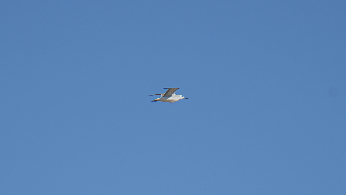 hvithalesvømmesnipe - ML642336710