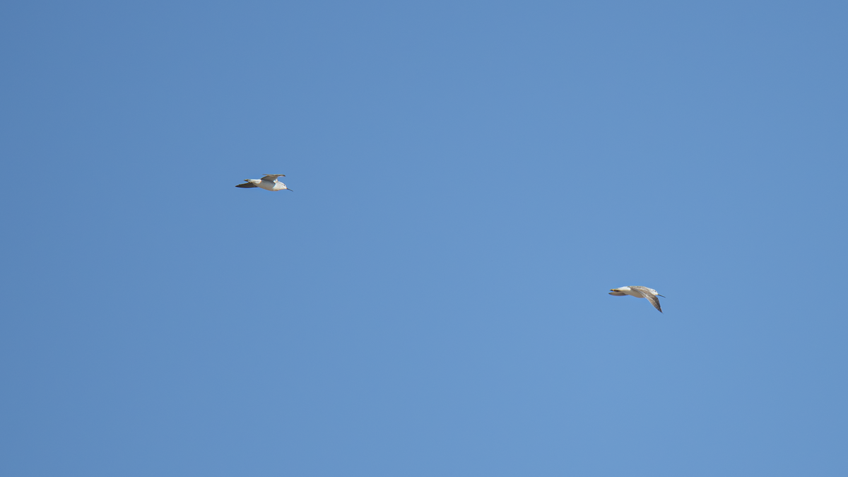 hvithalesvømmesnipe - ML642336711
