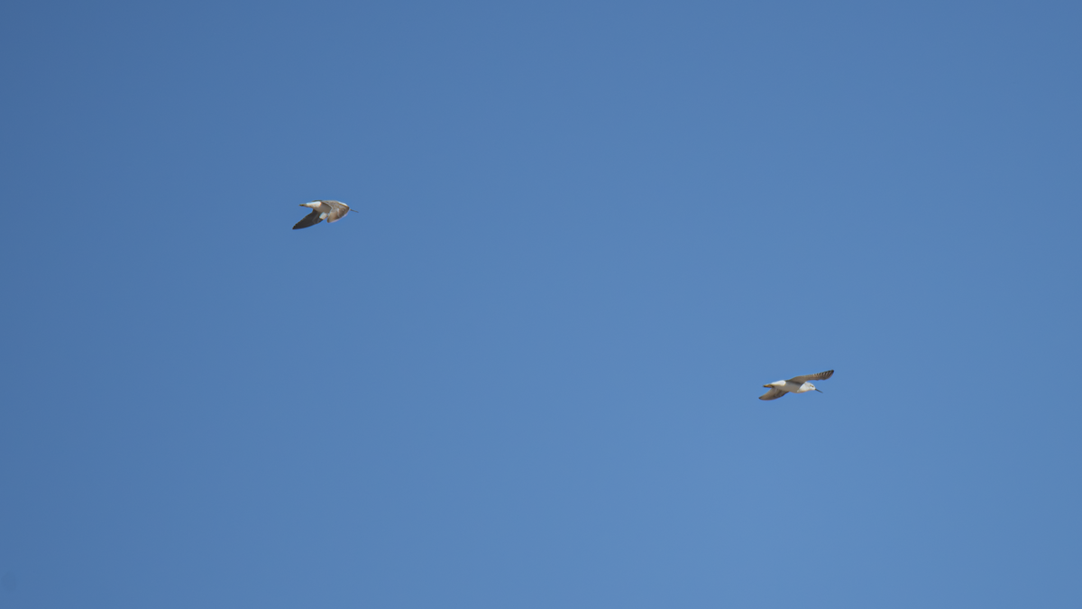 hvithalesvømmesnipe - ML642336712