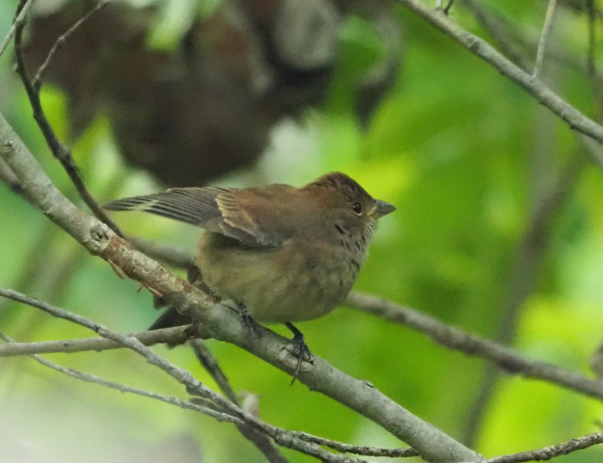 Indigo Bunting - ML642336732