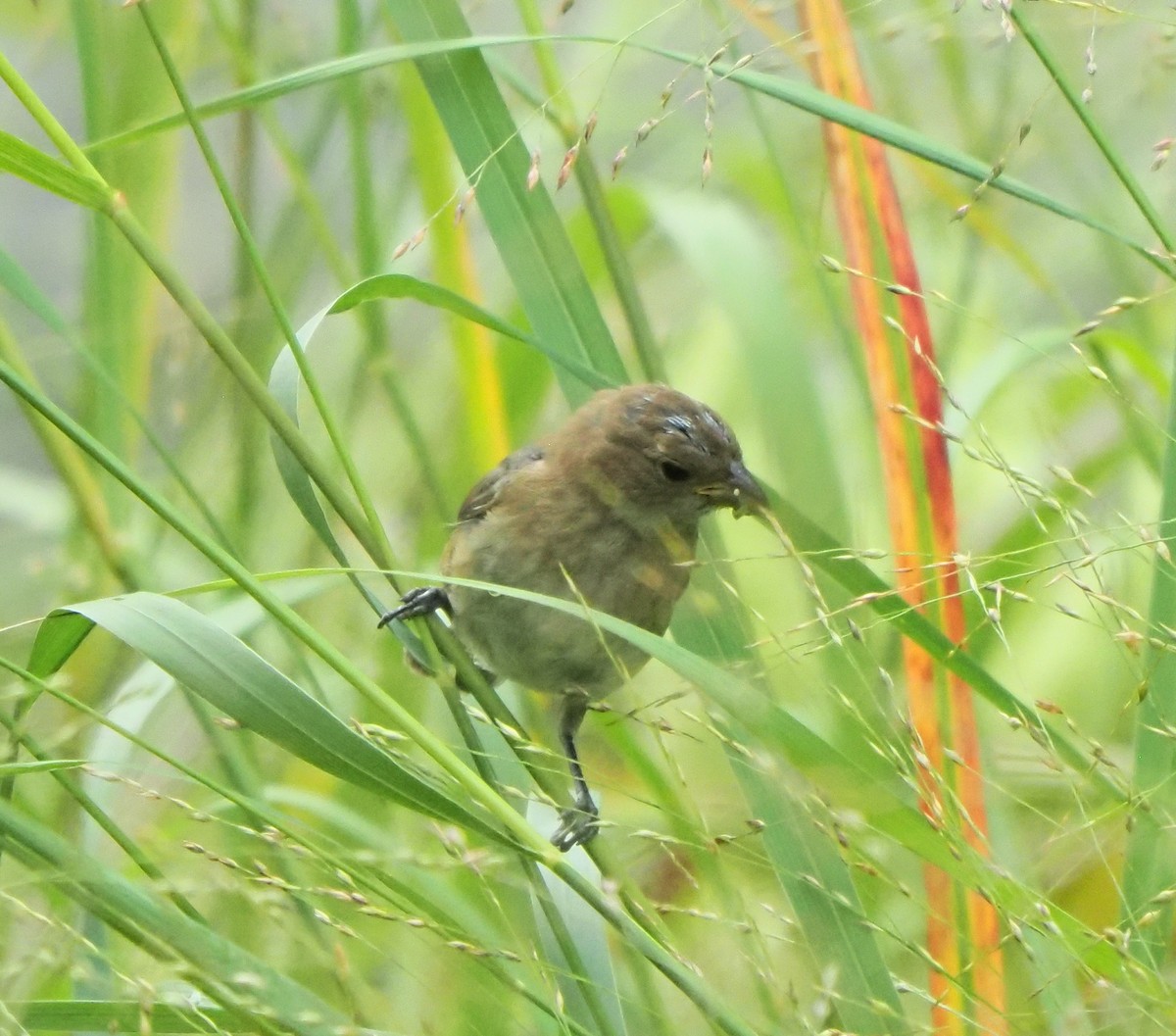 Indigo Bunting - ML642336733