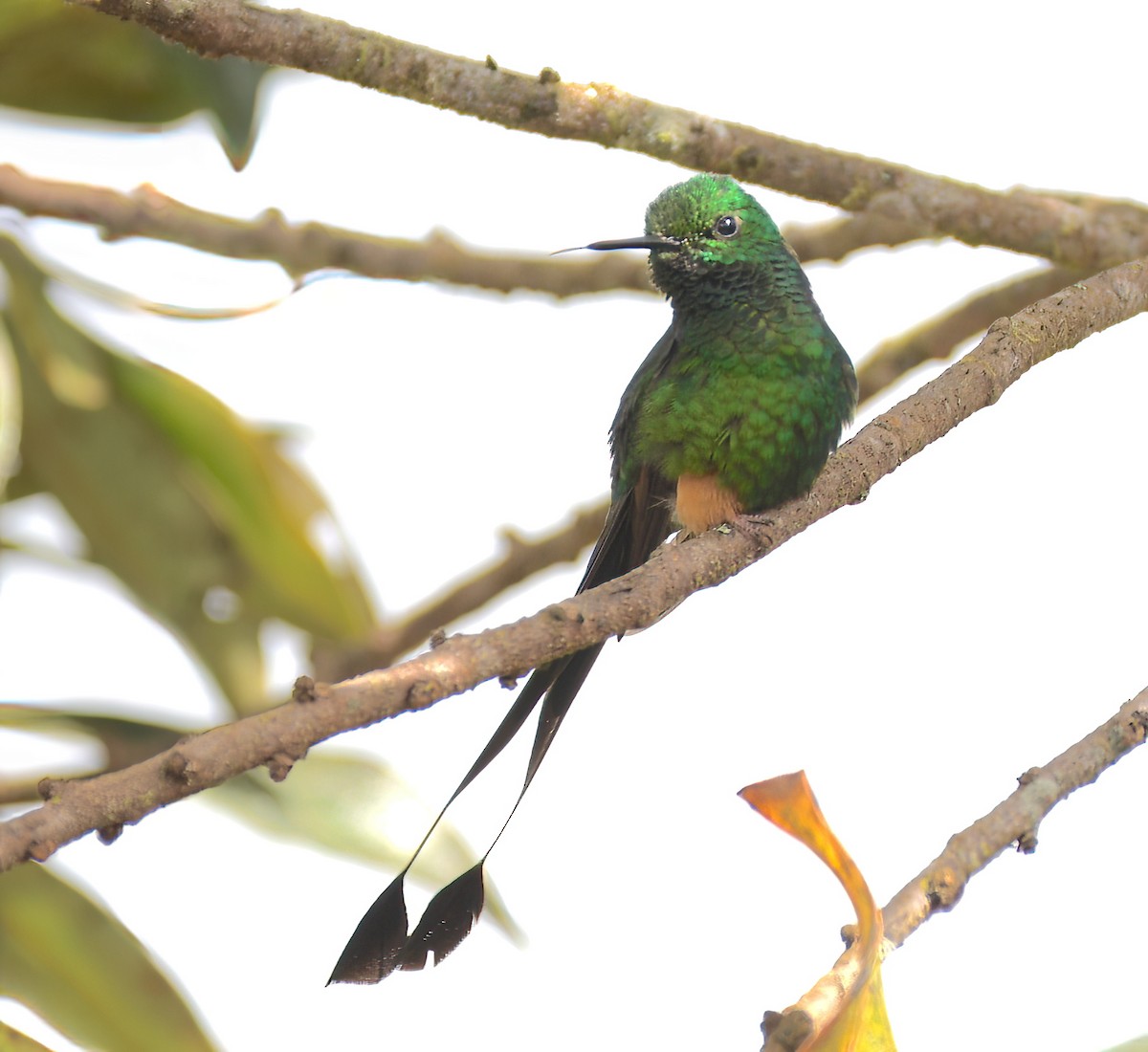 Peruvian Racket-tail - ML642336748