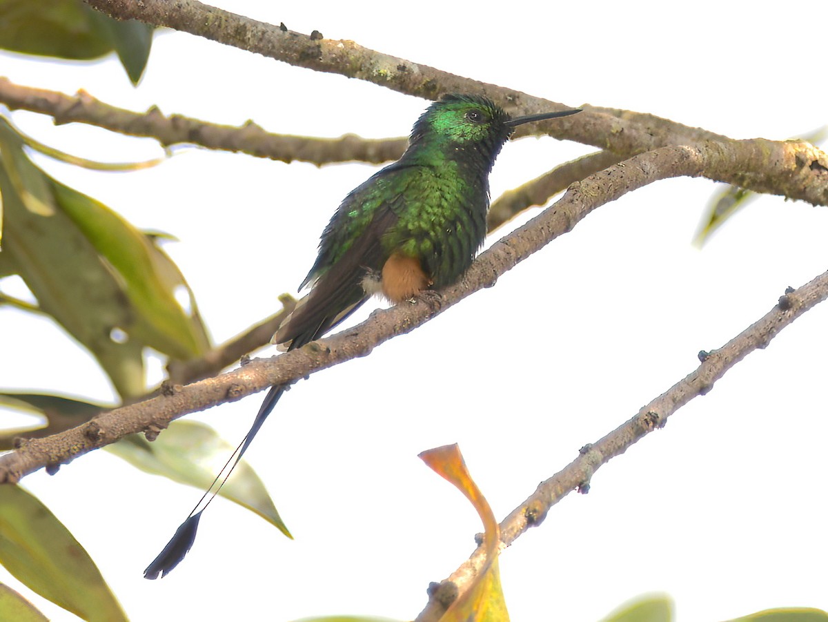 Peruvian Racket-tail - ML642336749