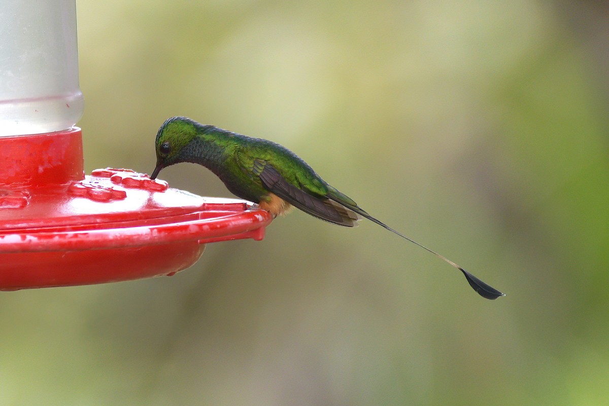 Peruvian Racket-tail - ML642336750