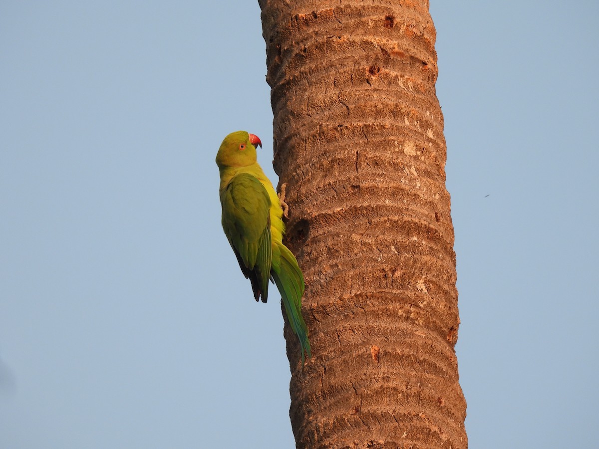 Rose-ringed Parakeet - ML642336762