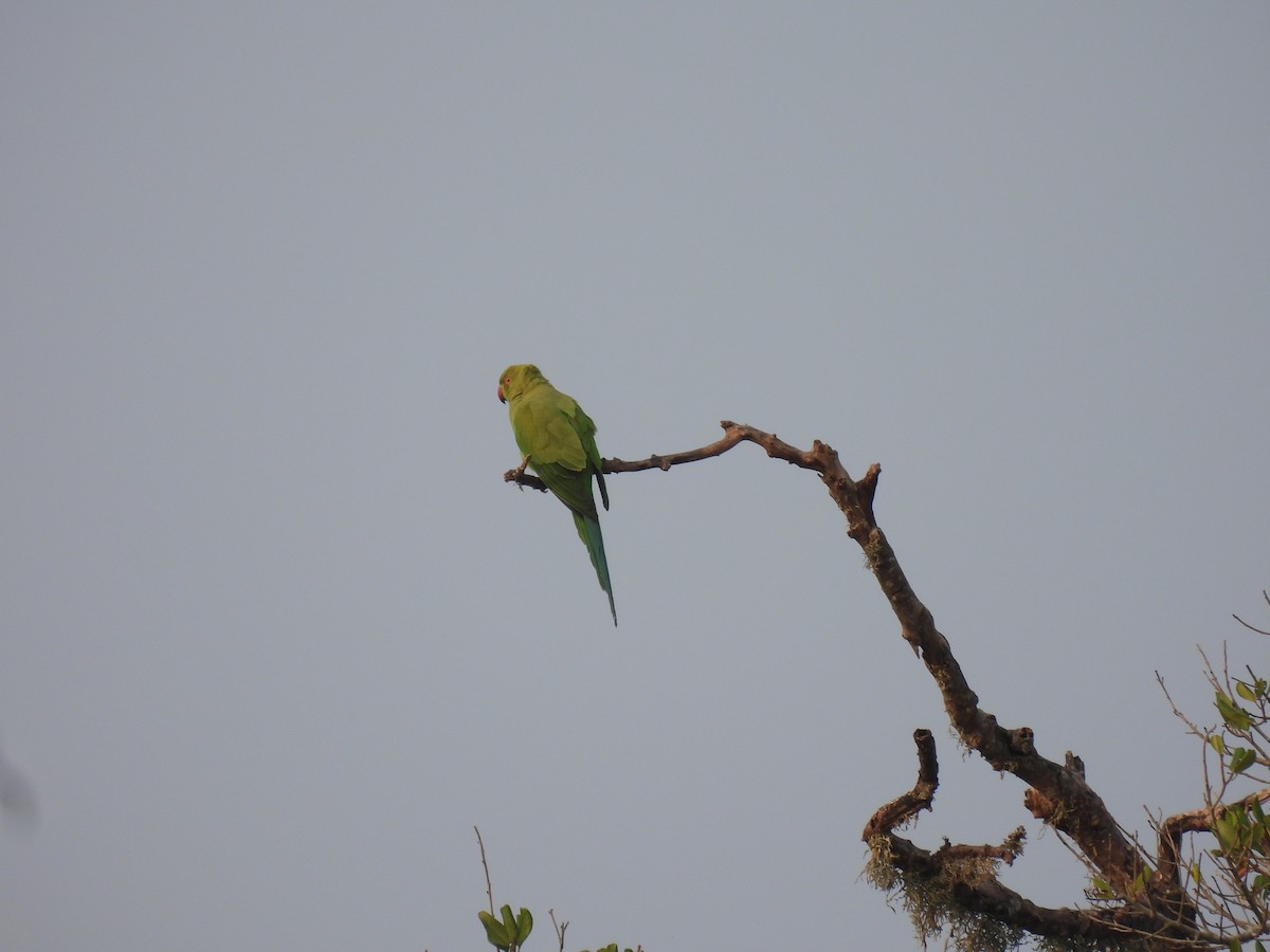Rose-ringed Parakeet - ML642336763