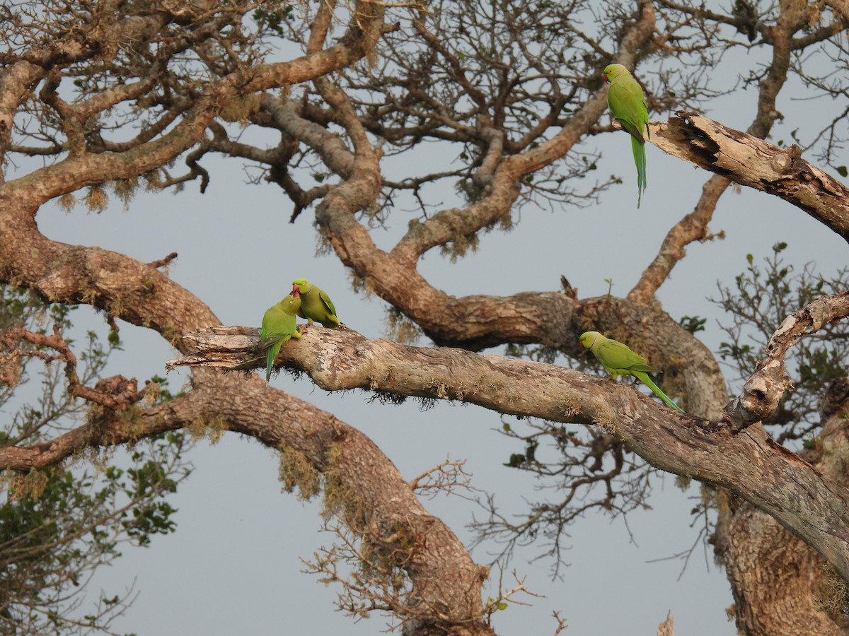 Rose-ringed Parakeet - ML642336764